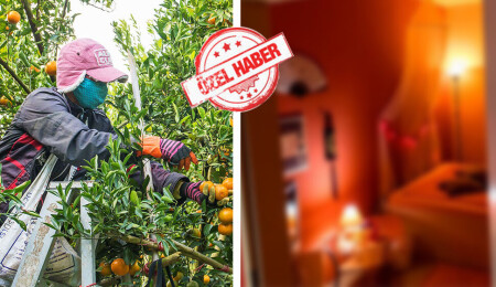 Aralık’tan bu yana ‘bin’ kadar narenciye işçisi geldi, “bazıları gece kulüplerinde karantinaya girdi”