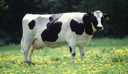 Genel Tarım Fonu 85 üreticiye büyükbaş hayvan düşük zararı tazminatlarını ödedi