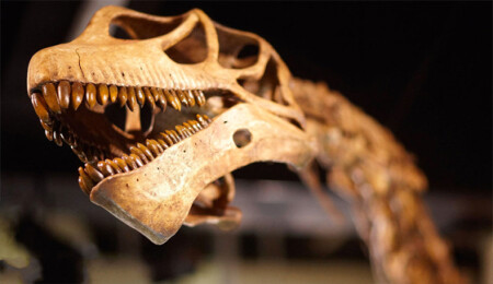 Japonya'da 81 milyon yıllık dinozor dişleri bulundu