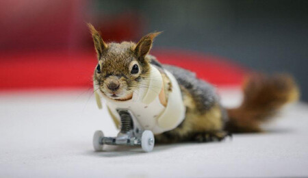 'Karamel' geçici protezine kavuştu