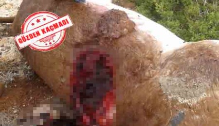 "Karpaz'daki yavru eşek zehirlenmedi; vurularak öldürüldü"