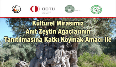 Kalkanlı'daki anıt zeytin ağaçlarını korumak için etkinlik