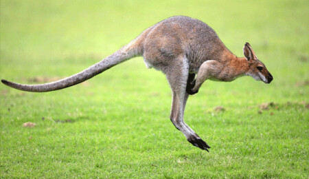 Kangurular 30 bin yıl önce yürüyordu