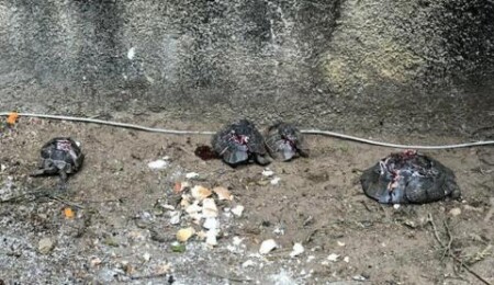 Antalya’daki kaplumbağa katliamı şüphelisi yakalandı: "Kara büyü olduğu için öldürdüm"