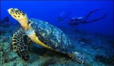 Bazı Kaplumbağaların Nesli Tükeniyor