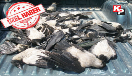 412 avcı karga peşinde