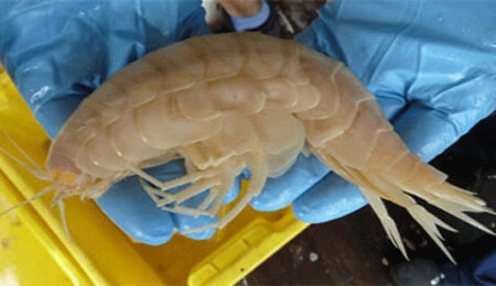 Okyanustan dev karides çıktı!