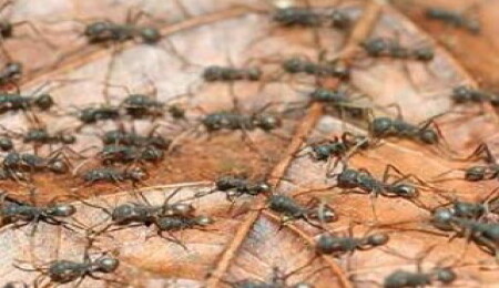 Karıncalar kendinden başkasını düşünmüyor