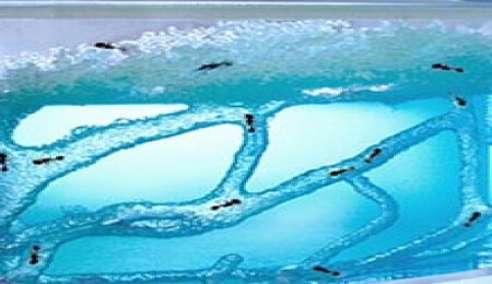 Karıncalar Depremi Nasıl Haber Veriyor?