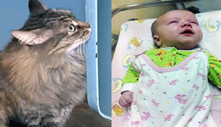 Sokak kedisi terk edilmiş bebeği donarak ölmekten kurtardı