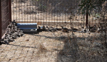 Gönyeli Avcılık ve Atıcılık Kulübü üretilen kekliklerde ölümler yaşanmaya başladığını açıkladı