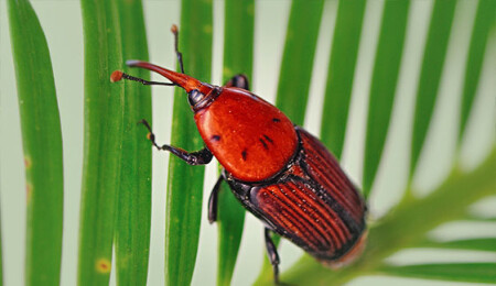 "Kırmızı hortumlu böcekler doğayı tehdit ediyor"