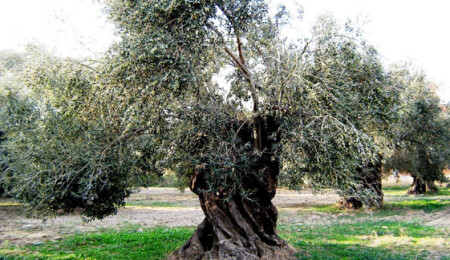 Girne'de zeytin katliamı kamera görüntülerine anbean yansıdı