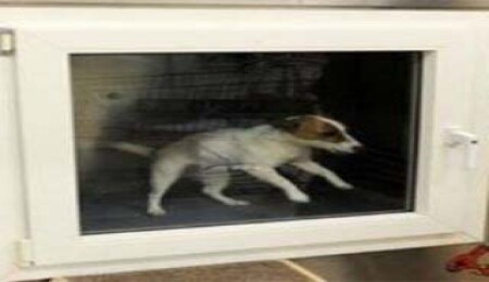 Kedi-köpek yıkama makinesi