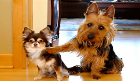 İspiyoncu köpek arkadaşını sattı!