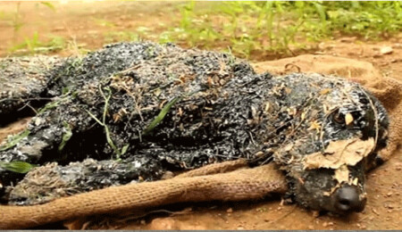 Katran çukuruna düşen köpek mucizesi