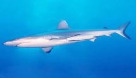 3 metre uzunluğunda 300 kiloluk gri köoek balığı avlandı