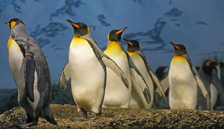 Kral penguenlerinin sayısında büyük düşüş