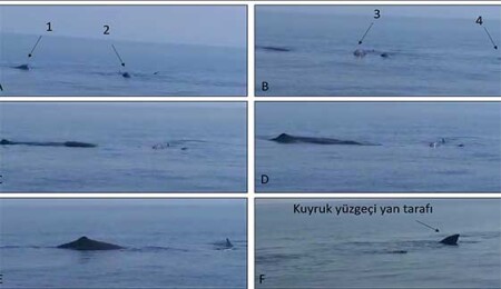 "Mağusa Körfezi'nde İspermeçet Balinası/Kaşalotlar görüldü"