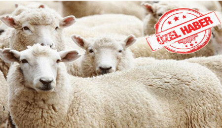 Hayvanlar, Hayvanları Koruma Günü'nde kesilecek