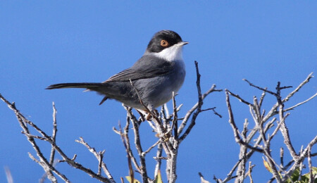 Yorgancı: "Kıbrıs kuş türleri açısından çok önemli bir ada"