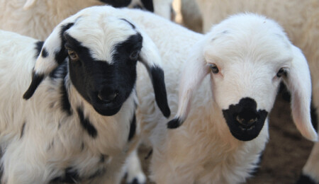 Kuzucuk'ta Ağıllar bölgesinde küçükbaş hayvan çalan 5 kişi tutuklandı