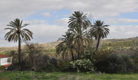 Lefke'nin unutulan simgesi