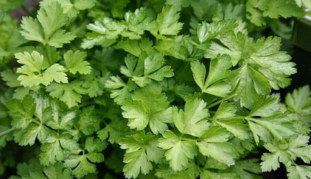 Şifacı besin maydanozun sapının faydalarına inanamayacaksınız!