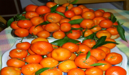 King mandalina ürünü zarar gören üreticilere çağrı yapıldı