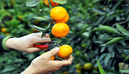 Cypfruvexten mandora (king) mandalin üreticilerine son çağrı