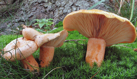 Aslan yelesi mantarı, sinir sistemini ve hafızayı güçlendiriyor