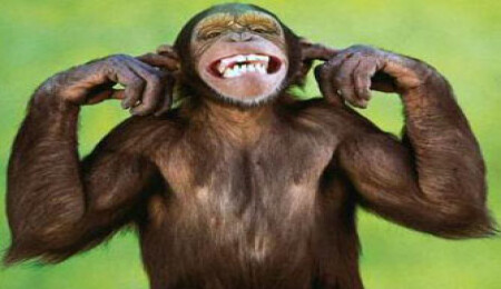 Maymunlar gıdıklanınca insanlar gibi gülüyor