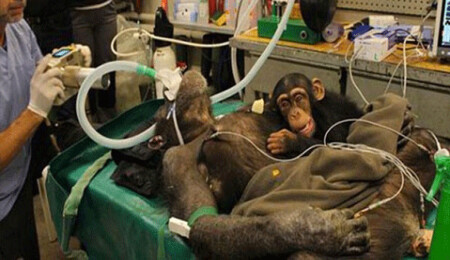 Yavru şempanze ameliyat boyunca annesinin yanından ayrılmadı