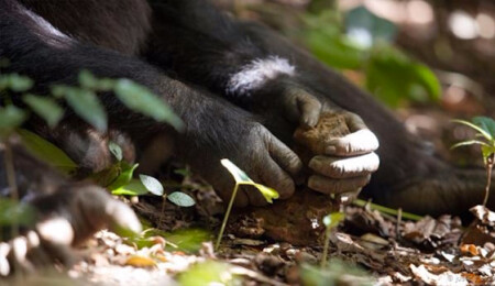 Şempanzeler ve maymunlar Taş Çağı'na girdi