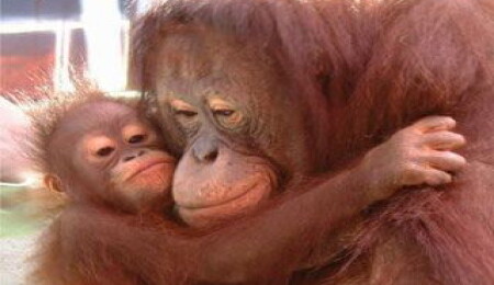 'Maymun yapan gen' bulundu