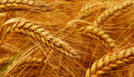 Multipl Skleroz (MS),Buğday (Glüten) ve Bağırsak İlişkisi.