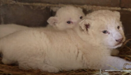 Baf hayvanat bahçesinde iki beyaz aslan doğdu