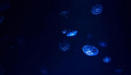 Okyanusun derinliklerinde yeni türler keşfedildi