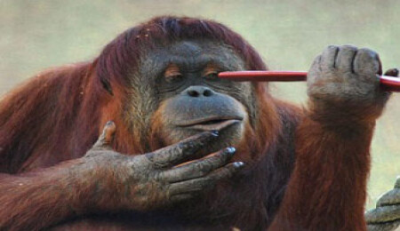 Dáhi orangutandan film gibi firar