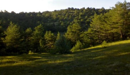 Yarın Dünya Ormancılık Günü...