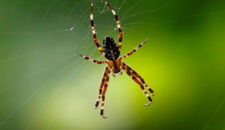 Avustralya'da 'zehirli örümcek' uyarısı