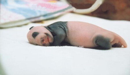 Panda böyle doğum yapıyor