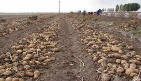 Patates Üreticileri Birliği, parmak patates ithaline konan fonu destekledi