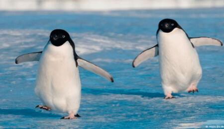 Güney Kutbu'nda imparator penguenlere ait yeni üreme alanları tespit edildi