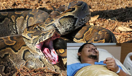 Tayland'da tuvalette piton saldırısı