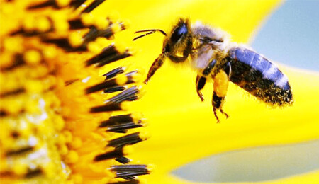 Bilim insanları bal arılarındaki "bakire doğumun" nedenini keşfetti
