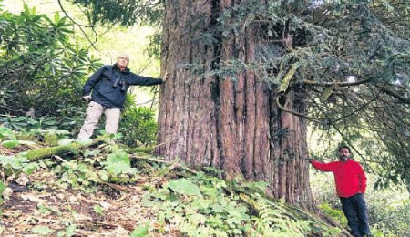 'Dünyanın en yaşlı porsuk ağacı' Zonguldak'ta bulundu!