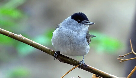 Paralimni'deki bir evde 800'den fazla ölü pulya kuşu ele geçirildi