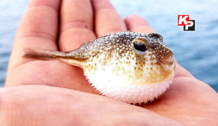 Sahillerde balon balığı tehlikesi, insanlara saldırmaya başladılar