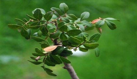 Kıbrıs iklimine uygun, bakım istemeyen ama kârlı bir ağaç: Sakız ağacı